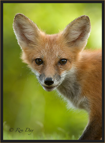 Red Fox Portrait, (Vulpes vulpes)